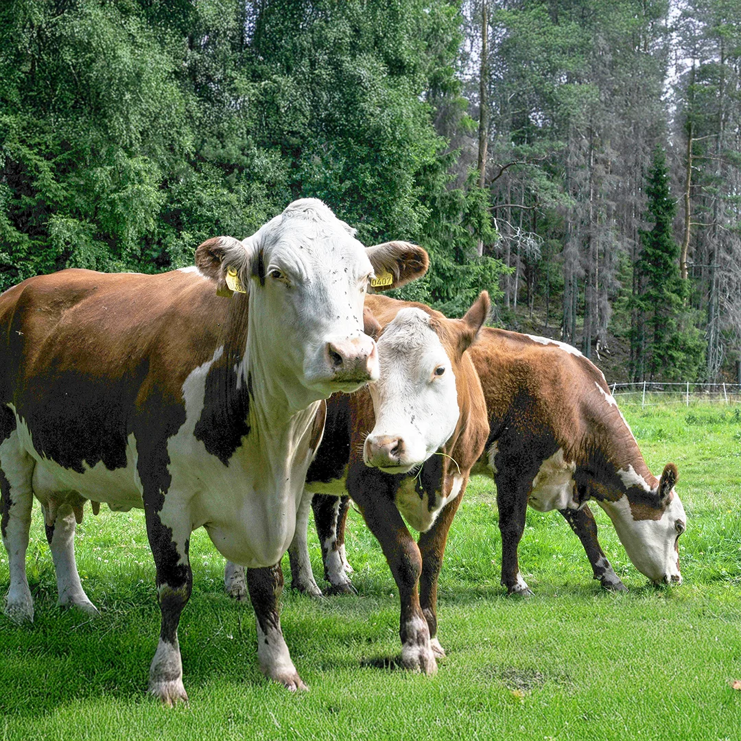 Brown and white cows standing and grazing on green grass near a forested area