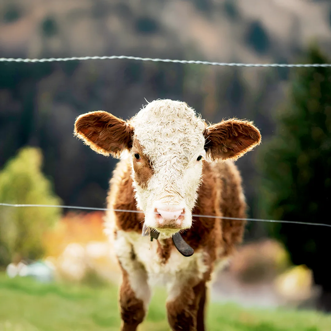 Brown and white curly-haired cow standing behind wire fencing in a paddock with blurred trees in the background