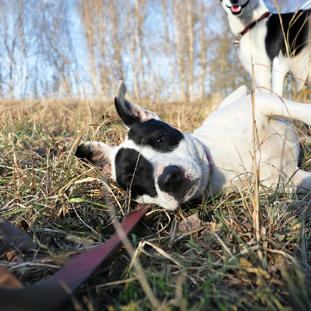 Black and white dog lying on its side in dry grass with another dog standing nearby