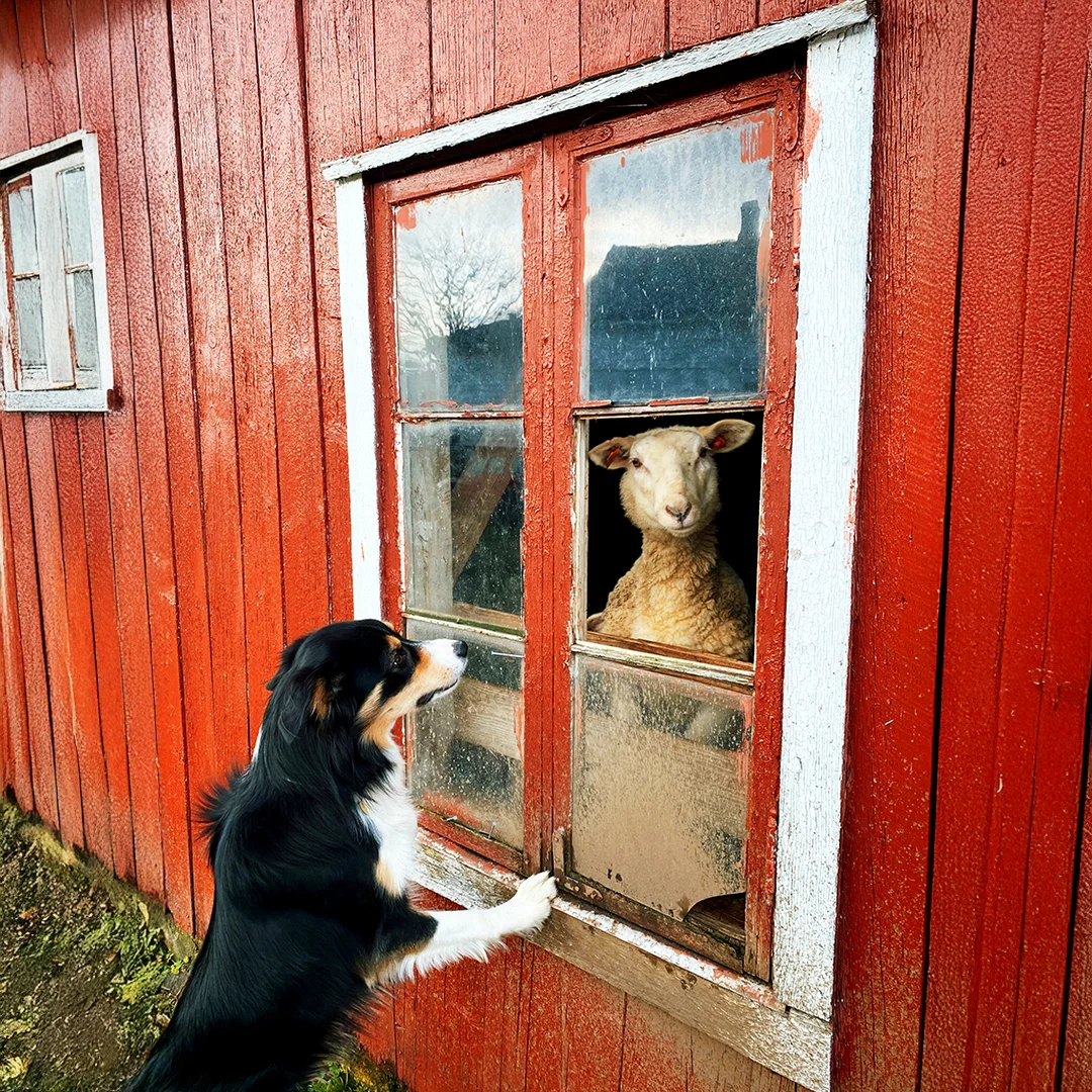 Black and white dog standing at a red barn window looking at a sheep peeking out from inside