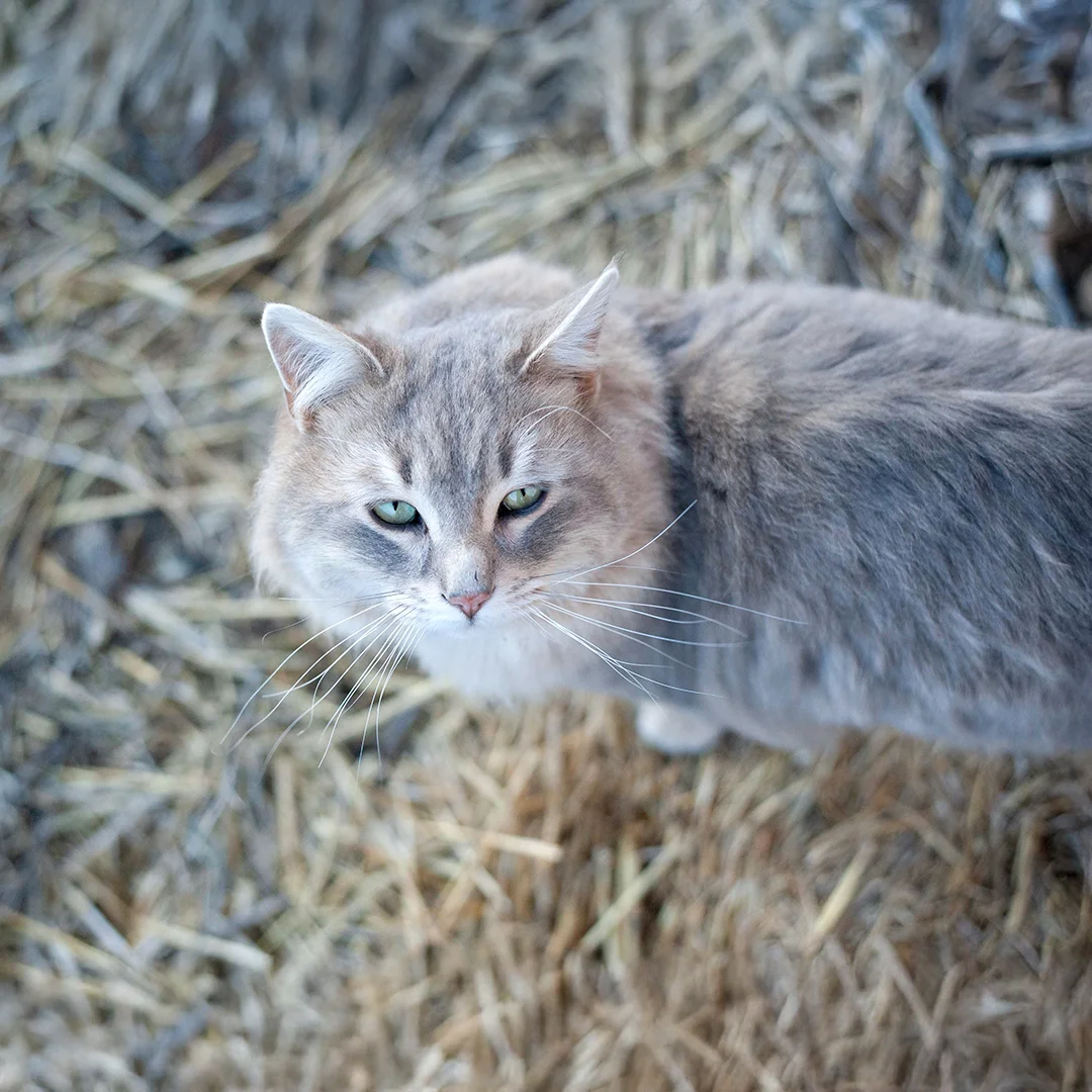 Long-haired grey cat standing on straw-covered ground looking up at the camera