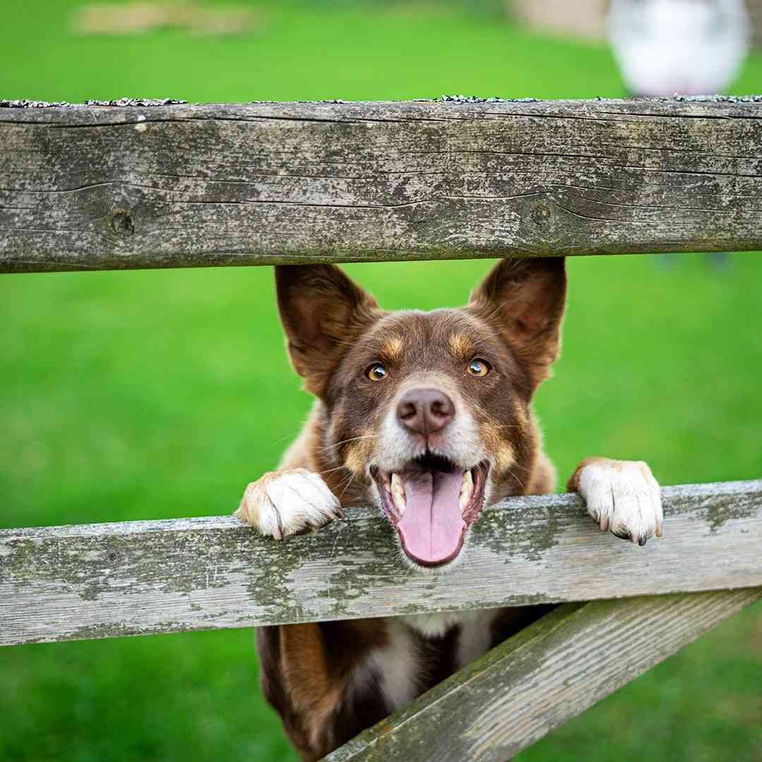 Happy Dog Peeking Through Wooden Fence Hero – Color Brown and tan dog with perked ears and a big smile peeking through a rustic wooden fence in a green paddock