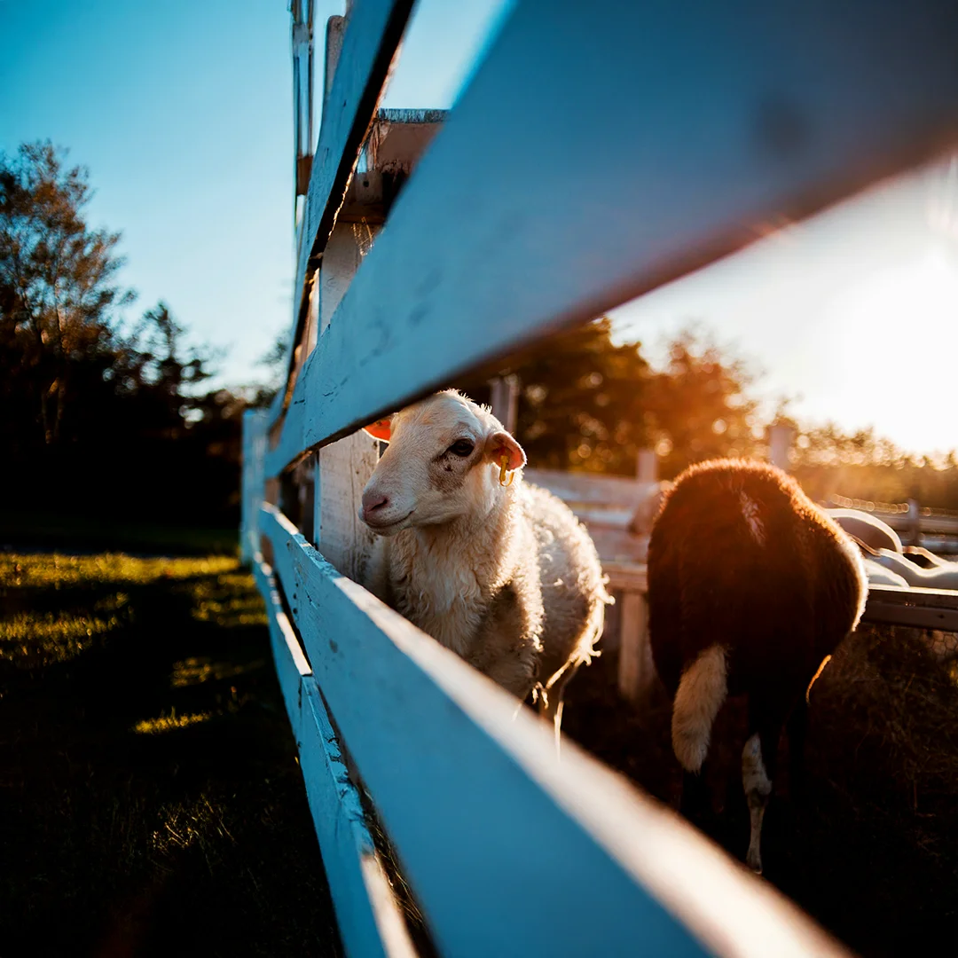 White sheep standing behind a white fence at sunset with golden light and shadows in the background