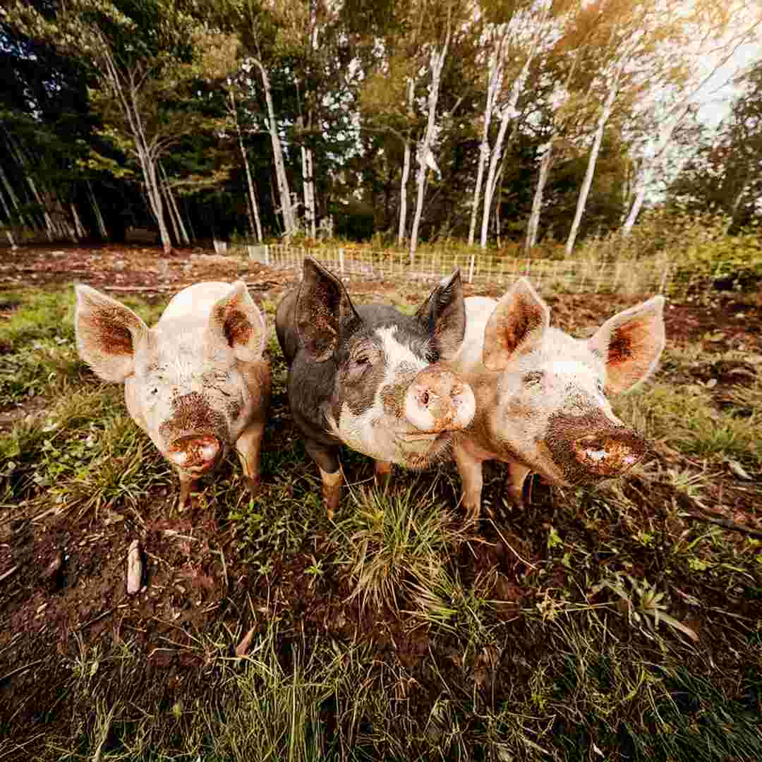 Three Muddy Pigs in Outdoor Pen Two pink pigs and one black pig standing in muddy grass with snouts covered in dirt in a farm paddock