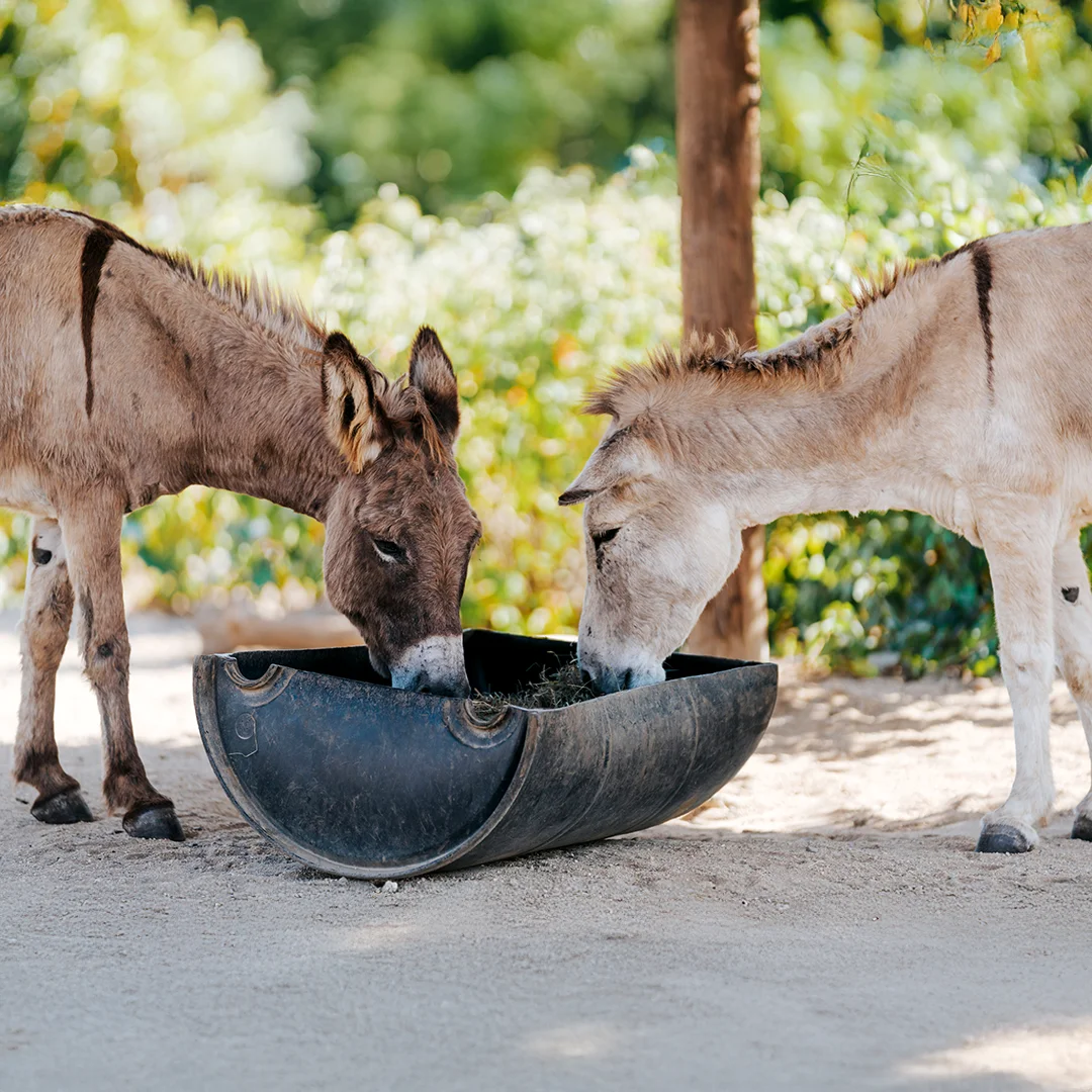 Two Donkeys Eating from Feeder Two donkeys with striped backs eating hay from a black feeder on sandy ground in a sunny paddock