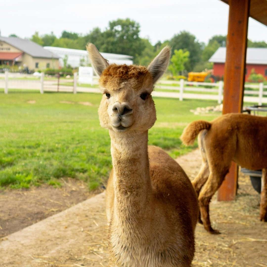 alpaca in a farm