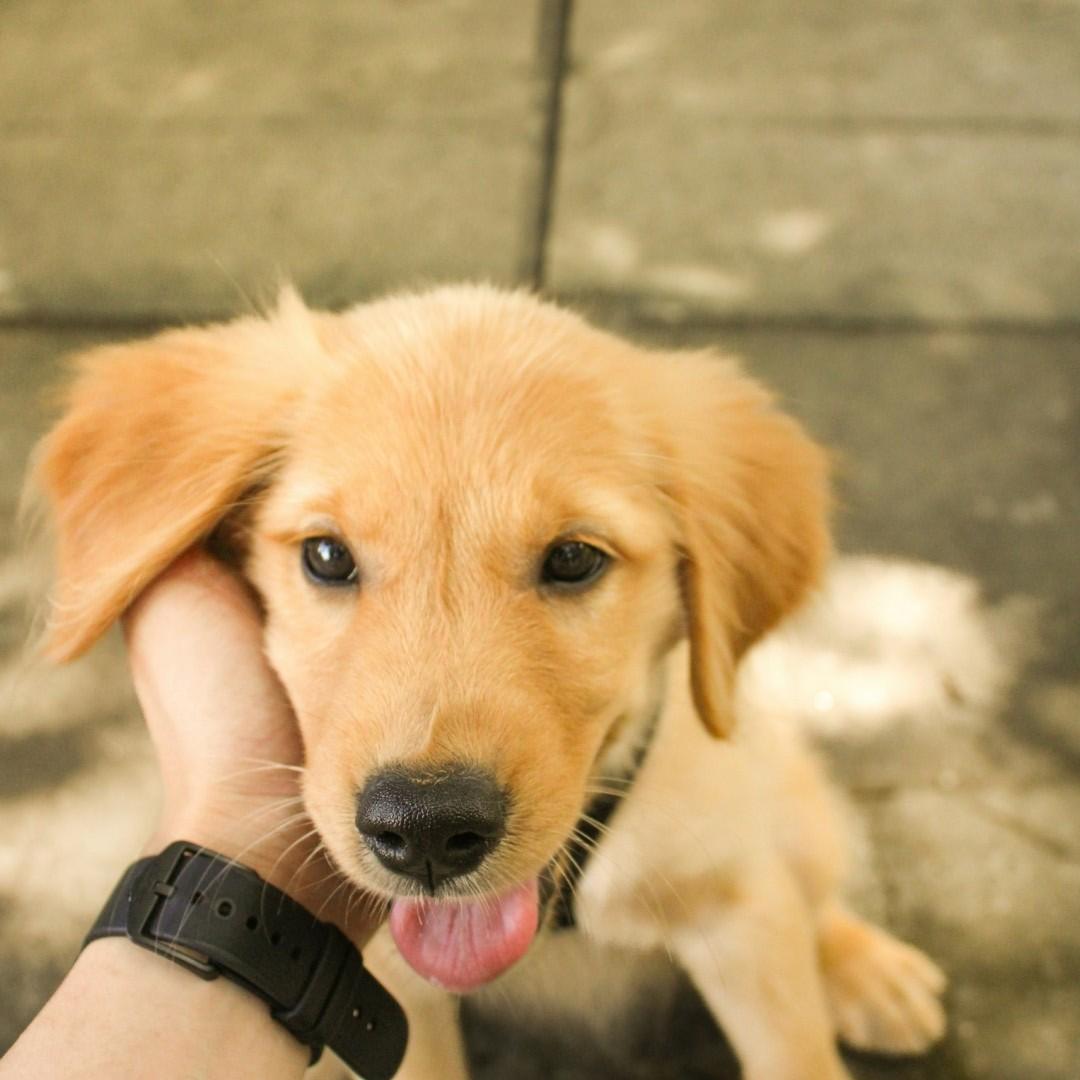cute puppy cuddled by owner cute puppy cuddled by owner