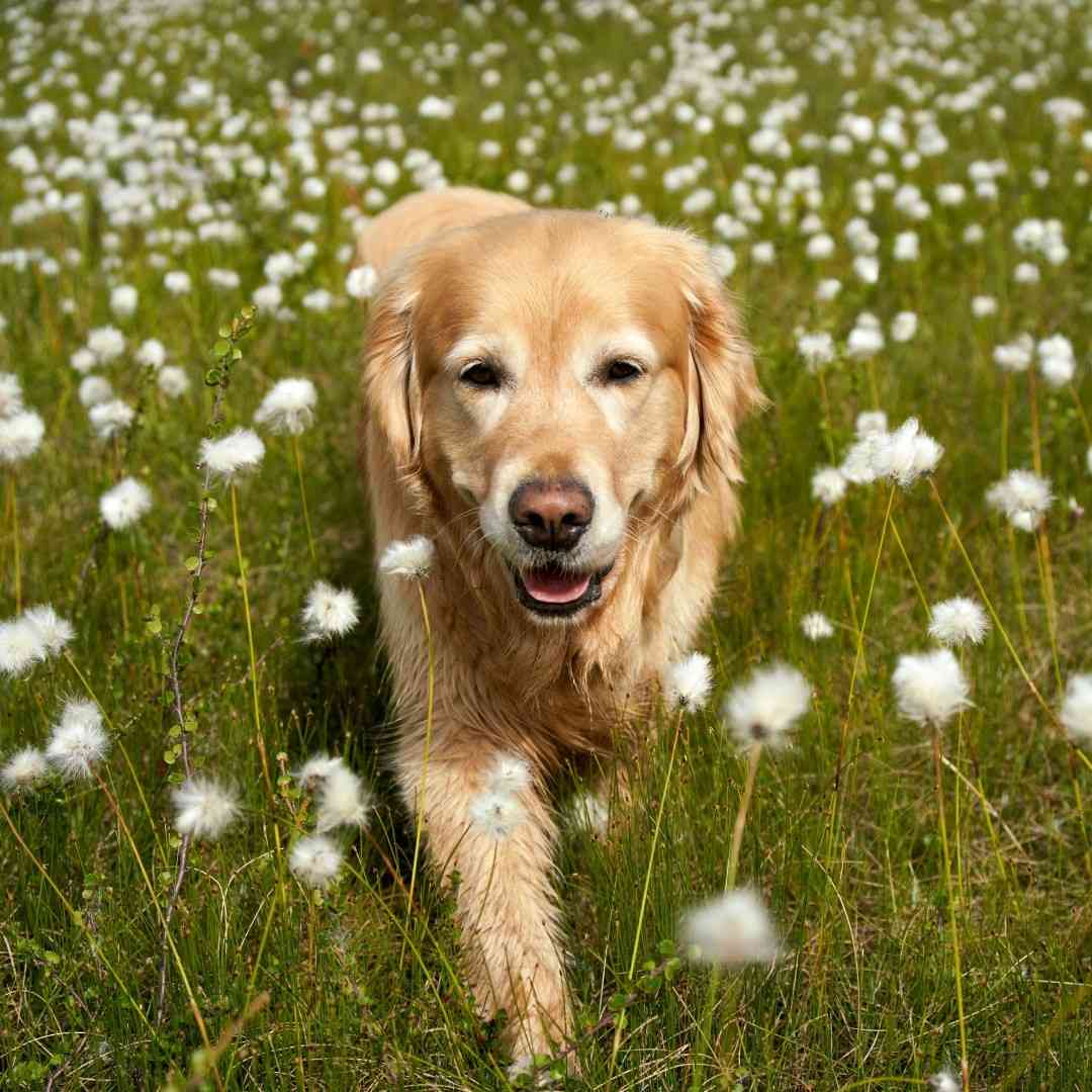 golden retriever dog walking on grass