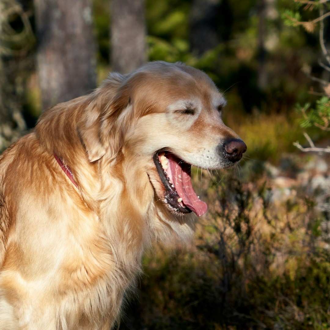 golden retriever dog yawns profusely