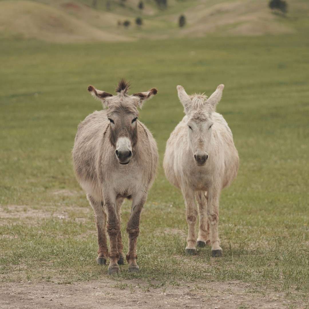 two donkey walking on field