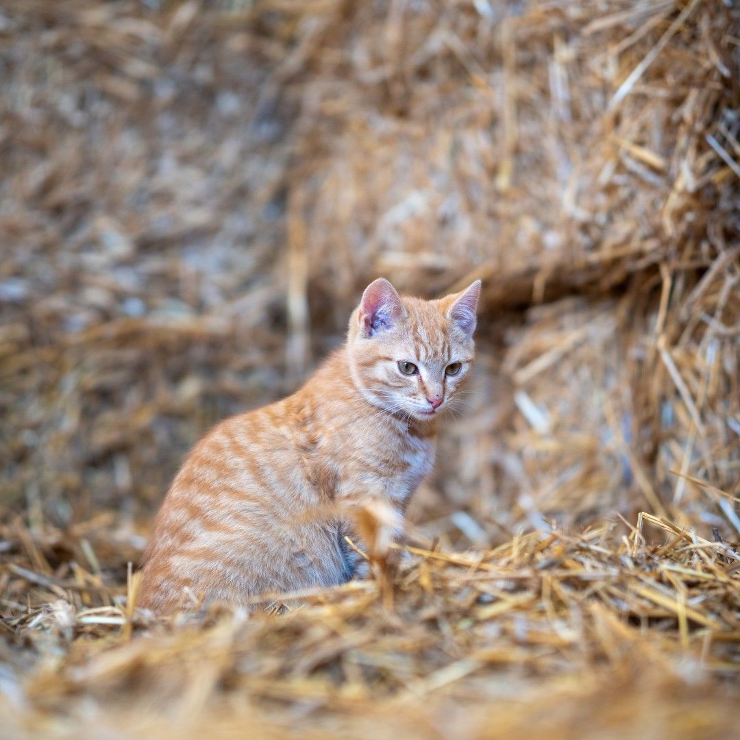 Cute Cat Sitting in a Barn Captured during the Daytime