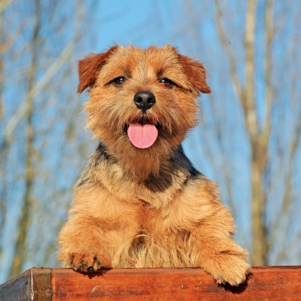 Norfolk Terrier Dog
