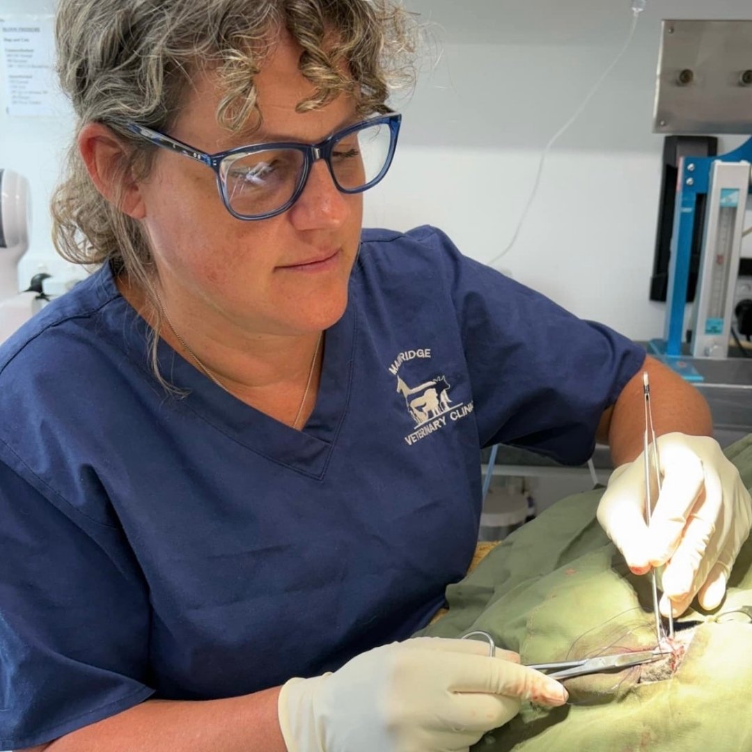 A person wearing blue scrubs and glasses performs a medical procedure on an animal, using surgical instruments and wearing gloves.