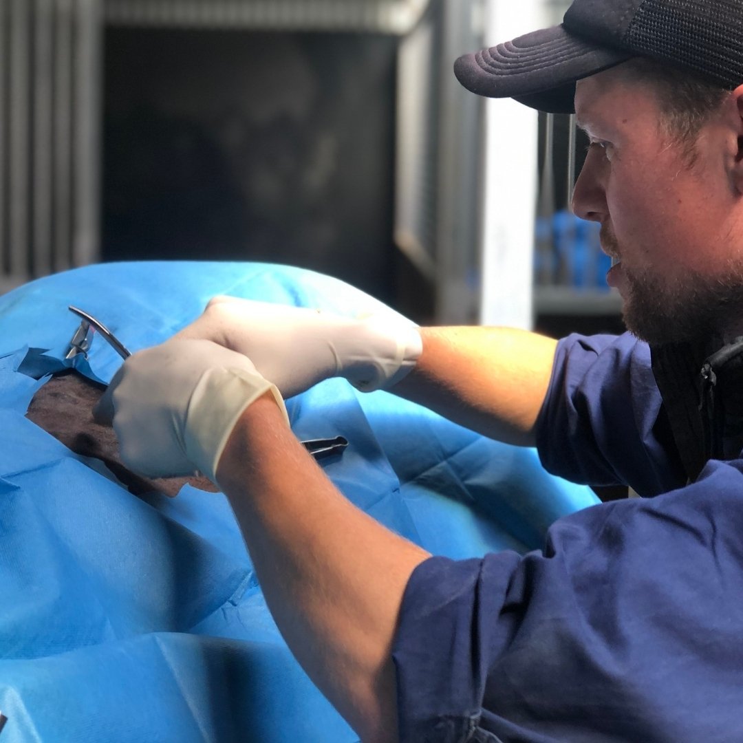 A person in gloves and a cap performs a medical procedure on an animal covered in a blue surgical drape.