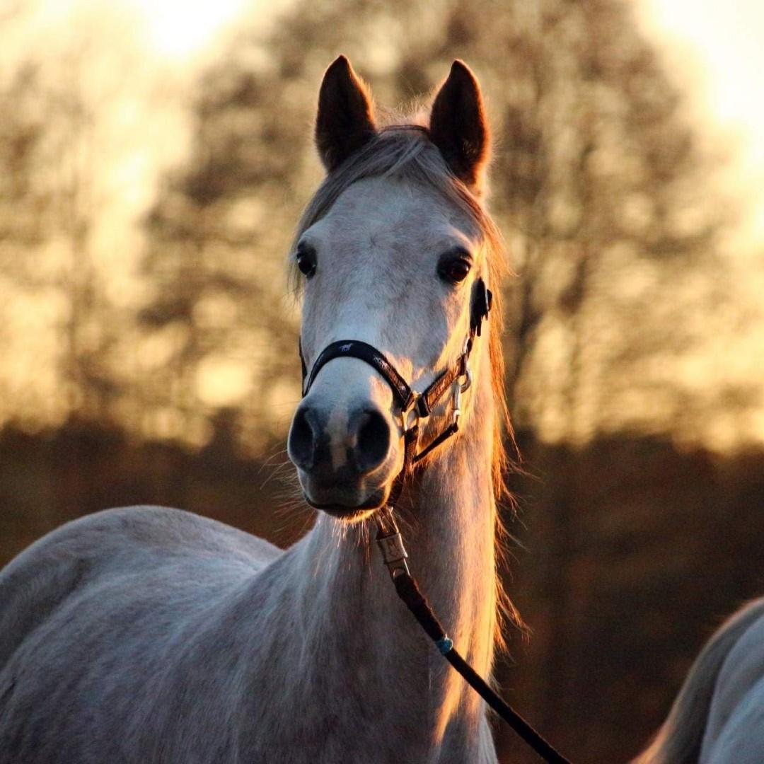 horse in ground during sunset horse in ground during sunset